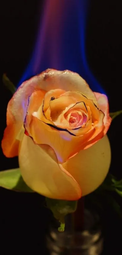 A vibrant rose with a mystical blue flame against a black background.