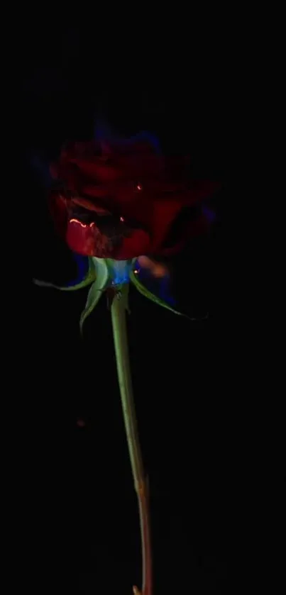 A red rose with flames on a dark background, creating a mysterious visual effect.