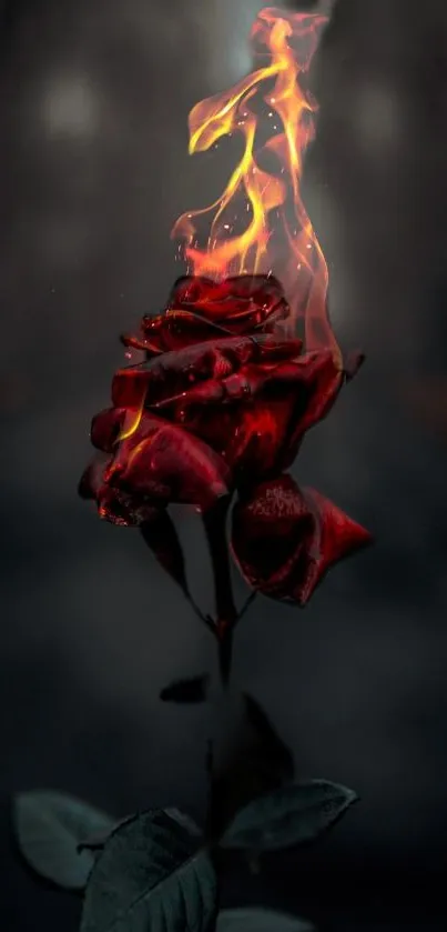 Fiery rose with flames on a dark background, stunning mobile wallpaper.