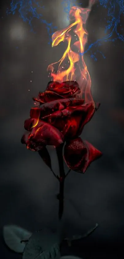 Stunning red rose with flames set against a dark background.