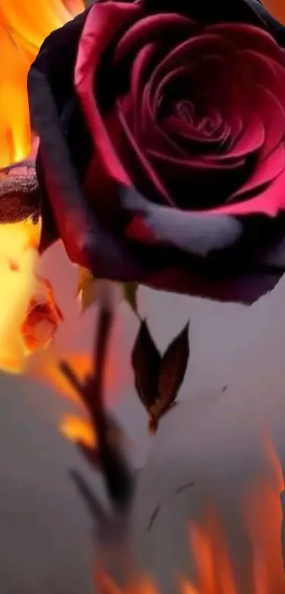 Red rose engulfed in flames for phone wallpaper.