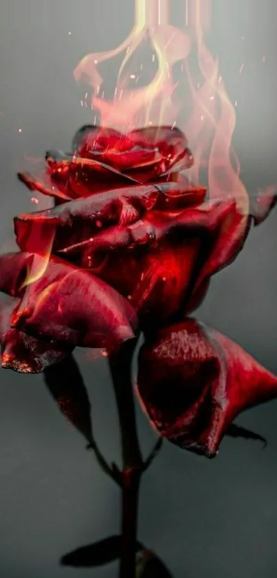 A dramatic red rose surrounded by flames on a mobile wallpaper.