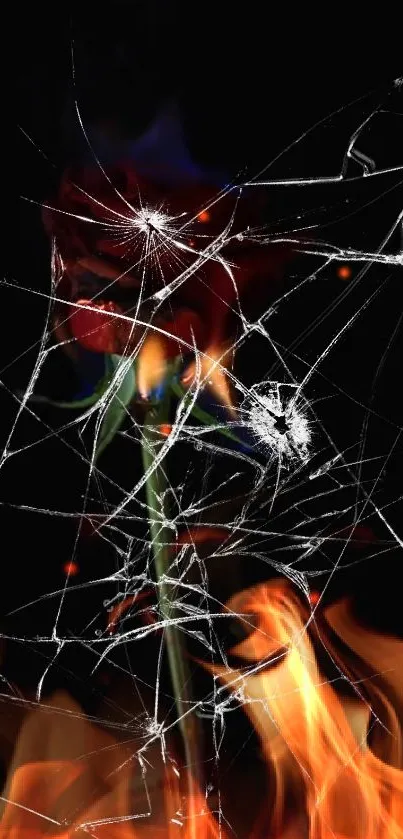 Fiery rose with cracked glass effect on black background.