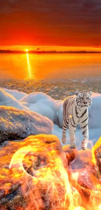 White tiger standing on fiery rocks at sunset.