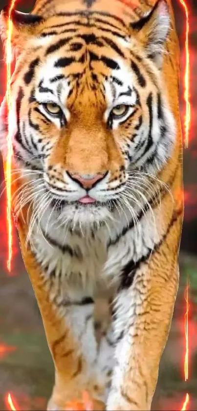 Tiger walking through flames in a vibrant, intense mobile wallpaper.