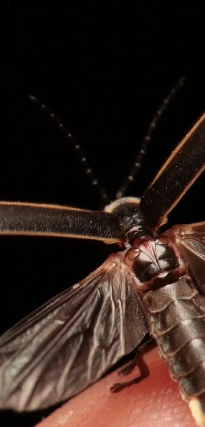 Closeup of a firefly on a fingertip with a dark background.