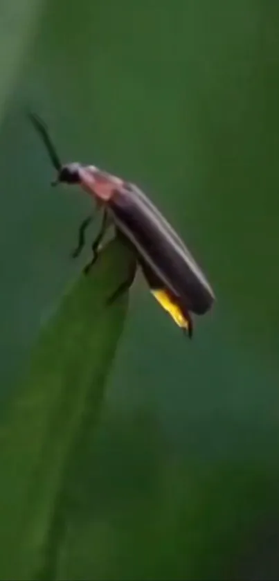 Firefly glowing on a leaf with a dark green background.