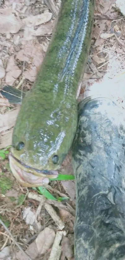 Fish and boot on a forest path with earthy ground textures.