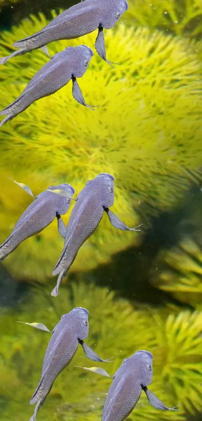 Fish swimming in green lake with vibrant lush surroundings.