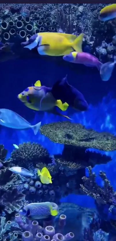 Fish Underwater Marine Biology Live Wallpaper