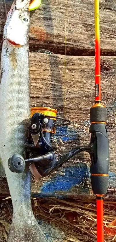 Fish caught on fishing gear displayed on wooden planks.