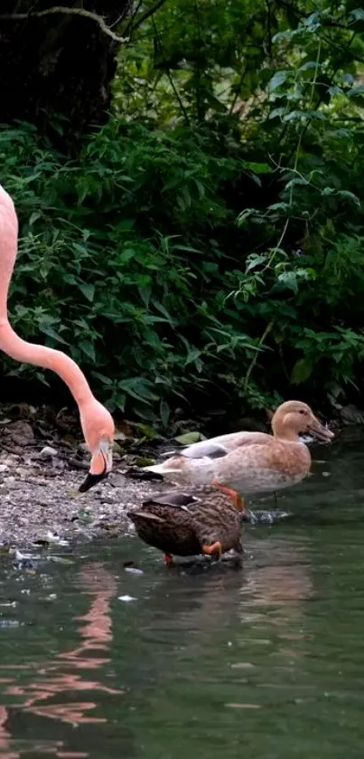 Pink flamingo and ducks relaxing by a serene lake, surrounded by lush greenery.