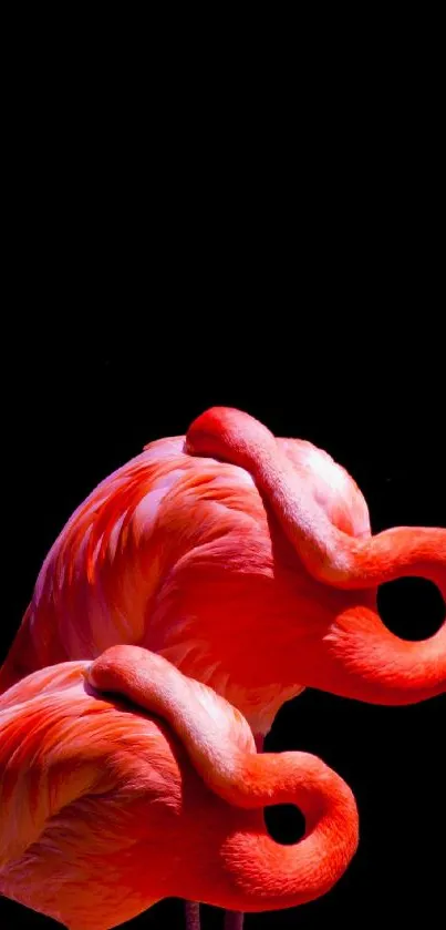 Vibrant flamingos against dark background mobile wallpaper.