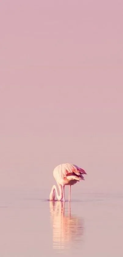 Lone flamingo standing in tranquil pink water.