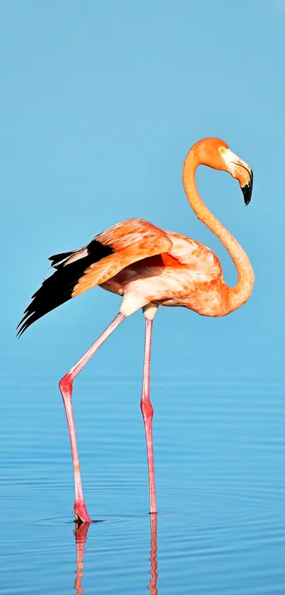 Flamingo standing in tranquil blue water.