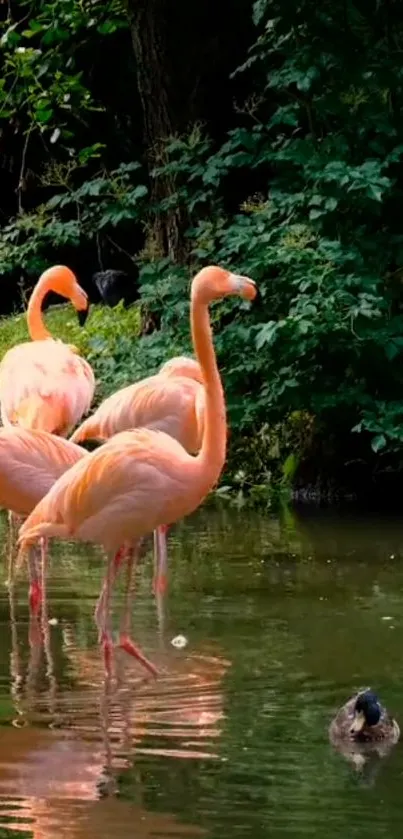 Flamingos standing by a lush green lake with reflections.