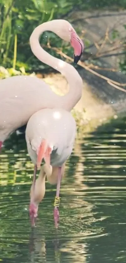 Two flamingos stand gracefully by a serene pond.