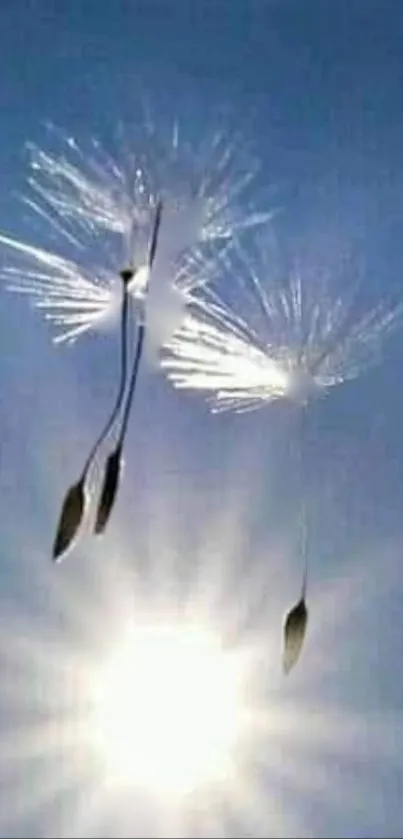 Dandelion seeds floating in sunny sky with bright sunlight.