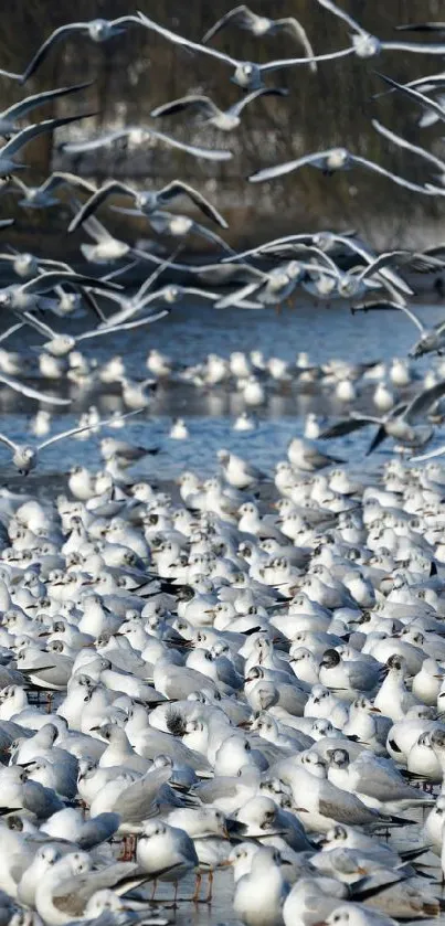 Flock of white birds flying over a lake.