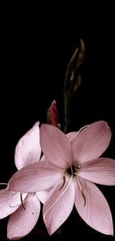 Flora Flower Plant Live Wallpaper