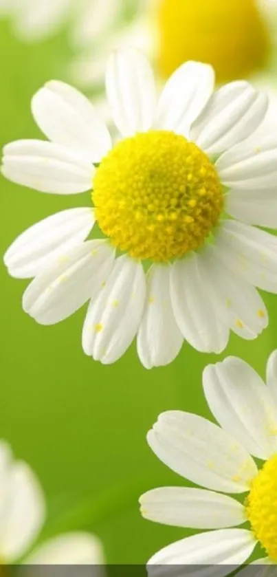 Flora Flower Plant Live Wallpaper