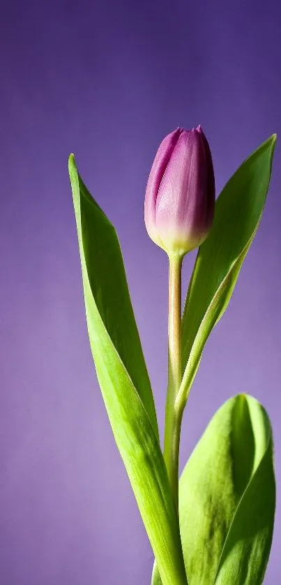 Flora Flower Plant Live Wallpaper