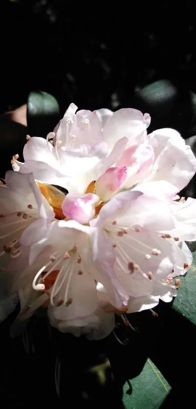 Flora Flower Plant Live Wallpaper