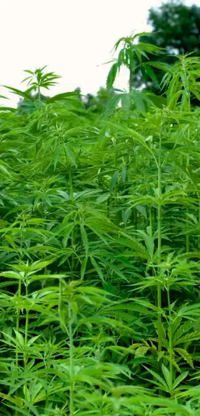 Flora Plant Outdoor Live Wallpaper