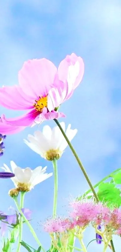 Serene mobile wallpaper with pink and white flowers on a blue sky background.