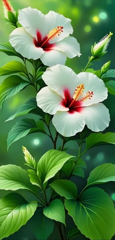 White hibiscus flowers with green leaves on a nature-themed wallpaper.