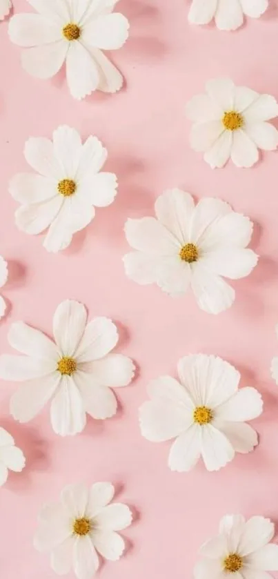 Elegant pink background with white flowers.