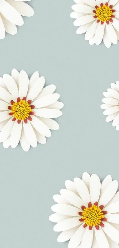 White daisy flowers on a light blue background wallpaper.