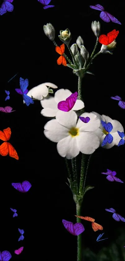 White flower with colorful butterflies on a black background.