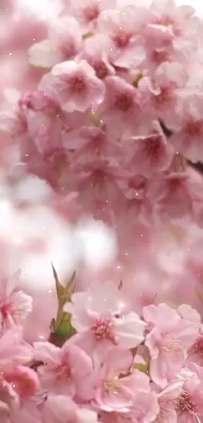 Pink cherry blossoms in full bloom, creating a serene and elegant mobile wallpaper.