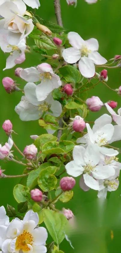 Delicate white and pink blossoms on a green background.