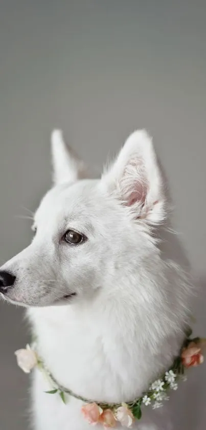 White dog with floral necklace on gray background.