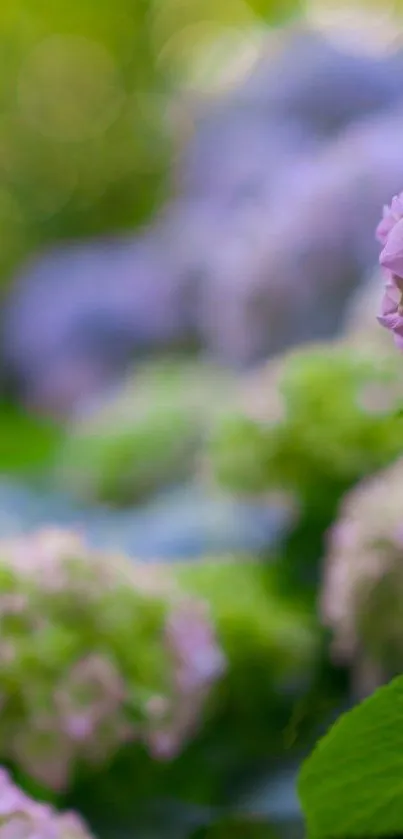 Close-up of blooming hydrangeas with lush green leaves in soft focus.