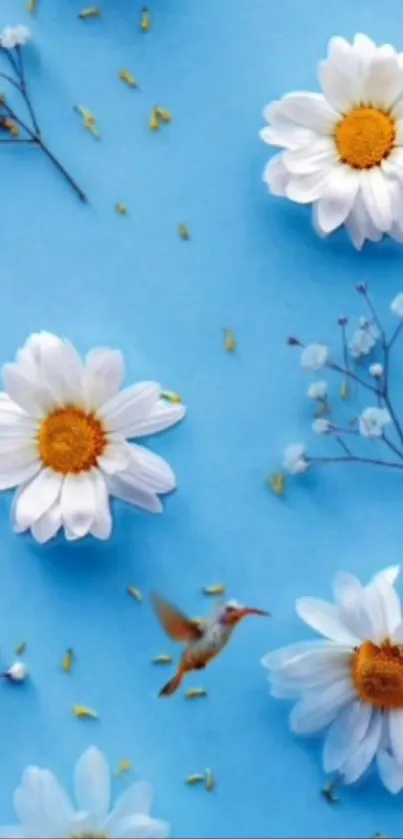 White daisies and hummingbird on blue background wallpaper.