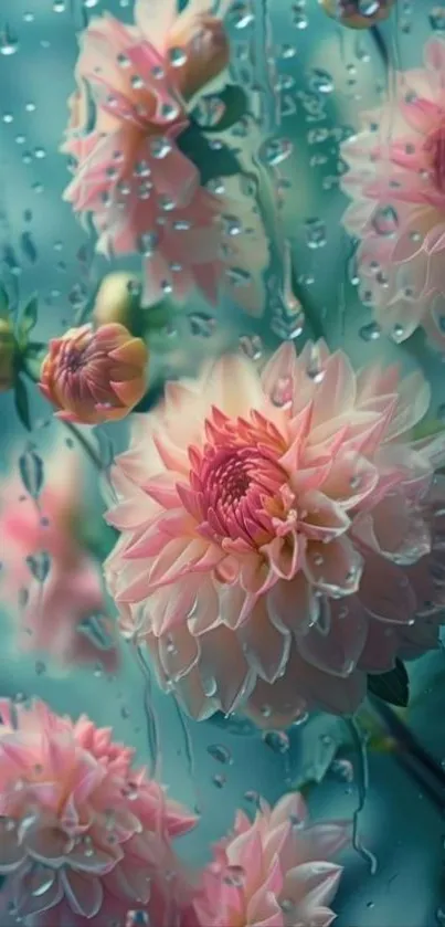 Pink flowers with raindrops create an elegant wallpaper.