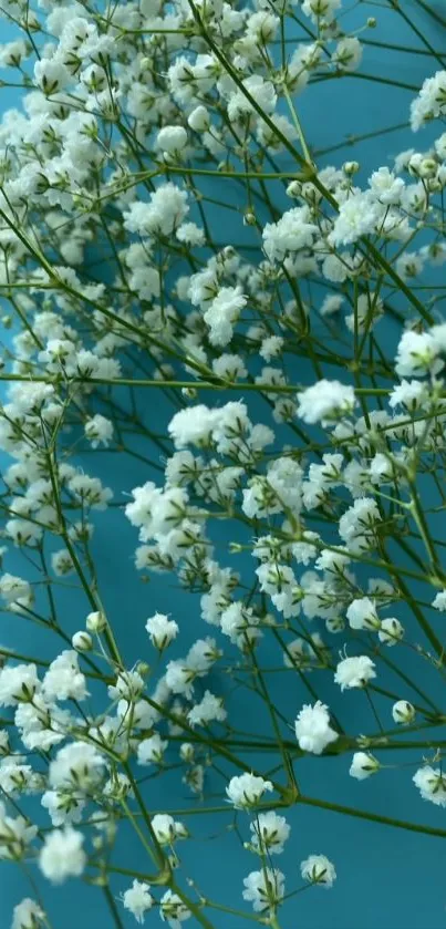 Turquoise wallpaper with white flowers.