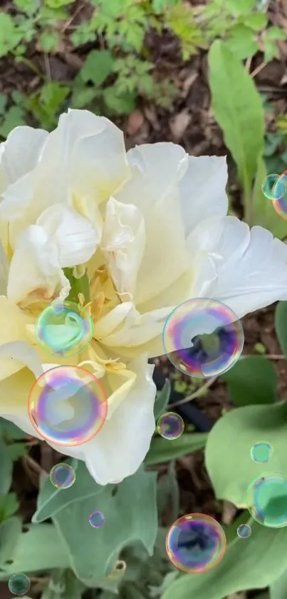 White flower with colorful bubbles on a green leafy background.