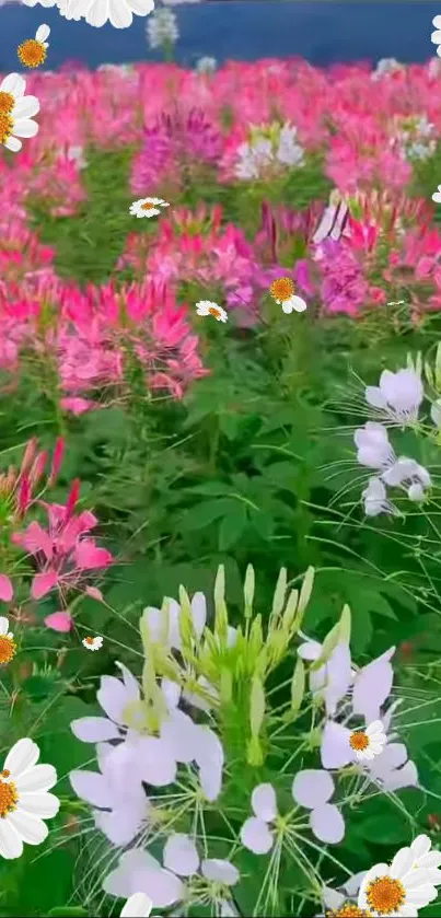 Field of vibrant pink flowers with lush greenery.