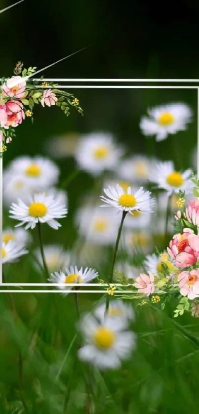 A vibrant field of daisies with a decorative floral frame.