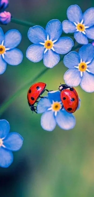 Ladybugs resting on vibrant blue flowers, creating a serene mobile wallpaper.