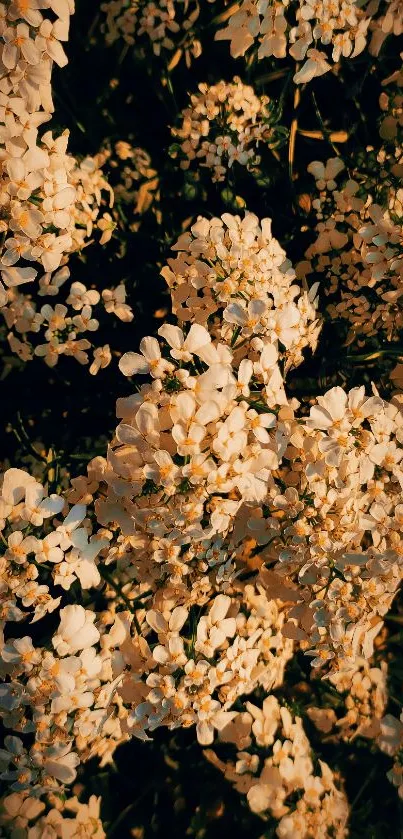 White flowers with golden hue mobile wallpaper.