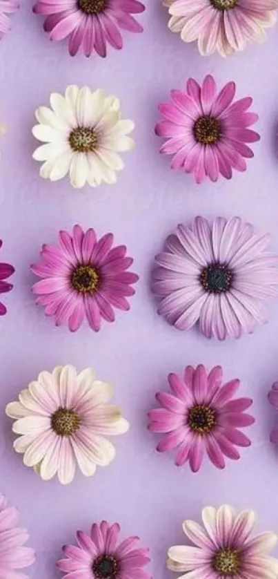 Floral pastel wallpaper with pink, purple, and white daisies on a lilac background.