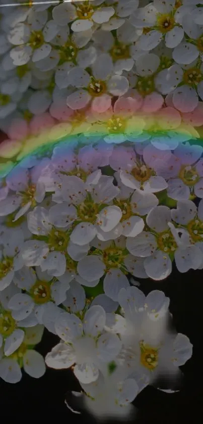 White flowers with a rainbow gradient background.