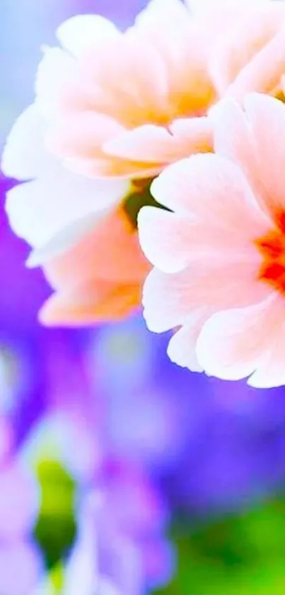 Delicate pink flowers with purple background wallpaper.