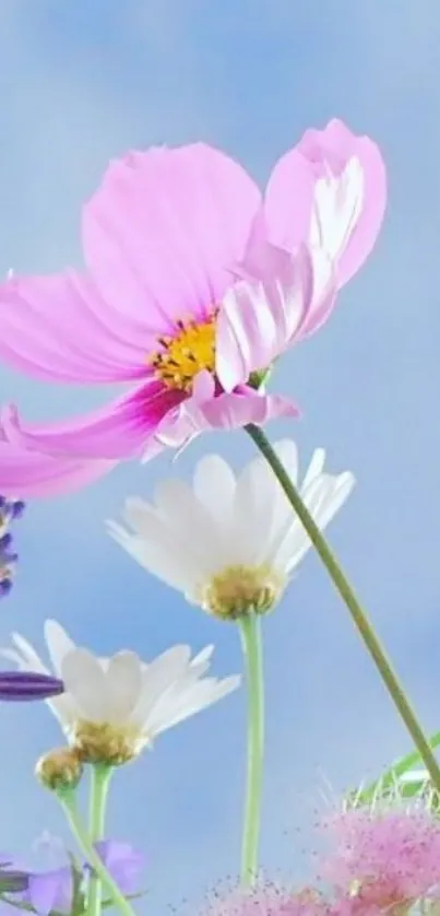 Vibrant pink flowers against a blue sky wallpaper.