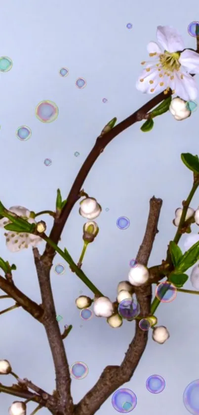 Spring branch with blossoms and bubbles on a light blue background.